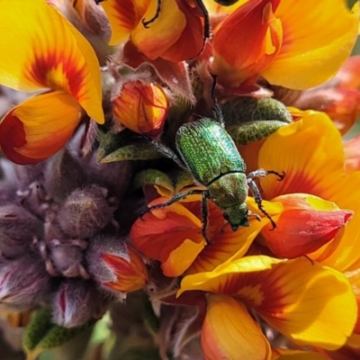 Diphucephala elegans (Green scarab beetle) at Bombala, NSW - 27 Sep 2023 by trevorpreston