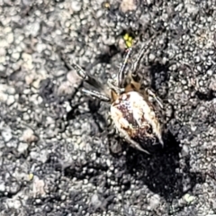 Plebs bradleyi (Enamelled spider) at Endeavour Reserve (Bombala) - 27 Sep 2023 by trevorpreston