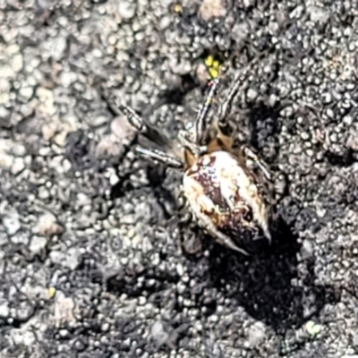 Plebs bradleyi (Enamelled spider) at Bombala, NSW - 27 Sep 2023 by trevorpreston