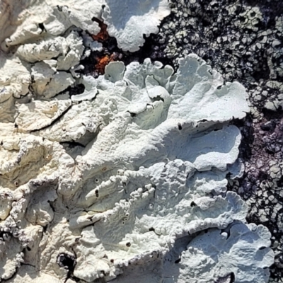 Unverified Lichen at Bombala, NSW - 27 Sep 2023 by trevorpreston
