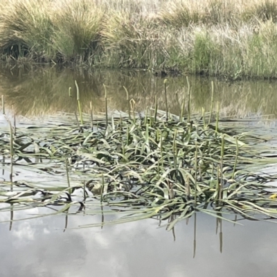 Cycnogeton procerum (Nareli, Swamp Arrowgrass) at Collector, NSW - 27 Sep 2023 by JaneR