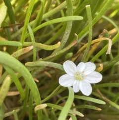 Montia australasica (White Purslane) at Collector, NSW - 27 Sep 2023 by JaneR