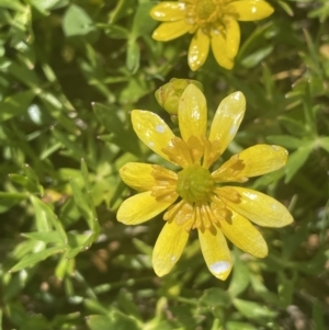 Ranunculus papulentus at Collector, NSW - 27 Sep 2023