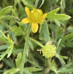 Ranunculus papulentus at Collector, NSW - 27 Sep 2023