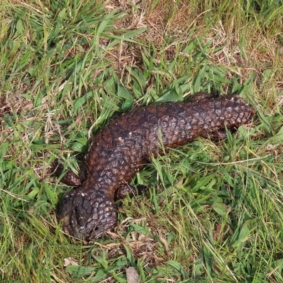 Tiliqua rugosa (Shingleback Lizard) at Watson, ACT - 28 Sep 2023 by AniseStar