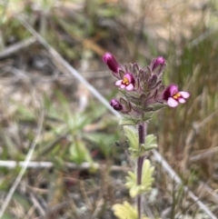 Parentucellia latifolia (Red Bartsia) at Collector, NSW - 27 Sep 2023 by JaneR