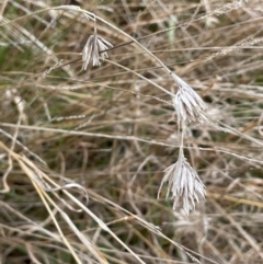 Themeda triandra (Kangaroo Grass) at Collector, NSW - 27 Sep 2023 by JaneR