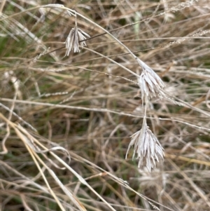 Themeda triandra at Collector, NSW - 27 Sep 2023