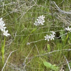 Wurmbea dioica subsp. dioica (Early Nancy) at Collector, NSW - 27 Sep 2023 by JaneR