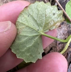 Centella asiatica (Pennywort, Centella, Indian Pennywort) at Kangaroo Valley, NSW - 28 Sep 2023 by lbradley