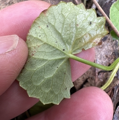 Centella asiatica (Pennywort, Centella, Indian Pennywort) at Kangaroo Valley, NSW - 28 Sep 2023 by lbradley