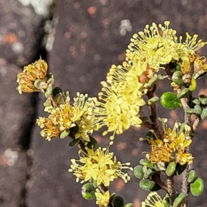 Phebalium squamulosum subsp. ozothamnoides at Bombala, NSW - 27 Sep 2023 01:40 PM