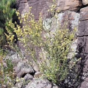 Phebalium squamulosum subsp. ozothamnoides at Bombala, NSW - 27 Sep 2023 01:40 PM