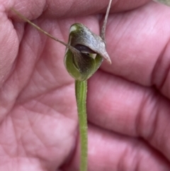 Pterostylis pedunculata (Maroonhood) at Uriarra, NSW - 27 Sep 2023 by milliekss