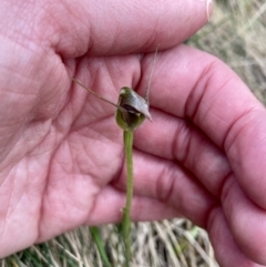 Pterostylis pedunculata at Uriarra, NSW - 27 Sep 2023