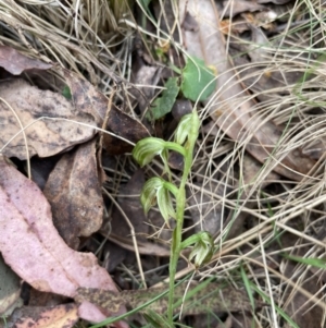 Bunochilus montanus (ACT) = Pterostylis jonesii (NSW) at Uriarra, NSW - suppressed