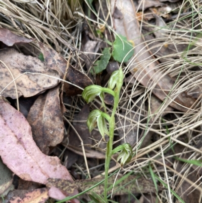 Bunochilus montanus (Montane Leafy Greenhood) at Uriarra, NSW - 27 Sep 2023 by milliekss