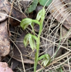 Bunochilus montanus (ACT) = Pterostylis jonesii (NSW) at Uriarra, NSW - suppressed