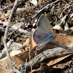 Erina (genus) (A dusky blue butterfly) at Endeavour Reserve (Bombala) - 27 Sep 2023 by trevorpreston
