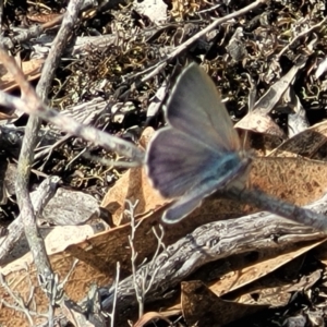 Erina sp. (genus) at Bombala, NSW - 27 Sep 2023 01:39 PM