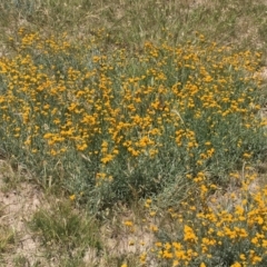 Chrysocephalum apiculatum (Common Everlasting) at Collector, NSW - 20 Nov 2020 by JaneR