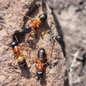 Camponotus consobrinus at Bombala, NSW - 27 Sep 2023 01:34 PM