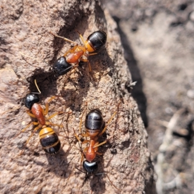 Camponotus consobrinus (Banded sugar ant) at Bombala, NSW - 27 Sep 2023 by trevorpreston