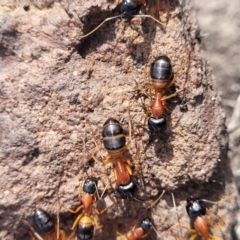 Camponotus consobrinus at Bombala, NSW - 27 Sep 2023