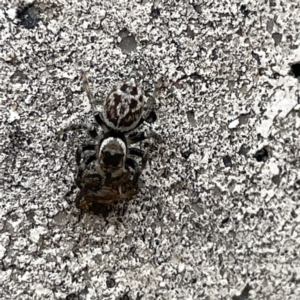 Maratus griseus at Russell, ACT - 27 Sep 2023 01:55 PM