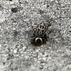 Maratus griseus at Russell, ACT - 27 Sep 2023 01:55 PM