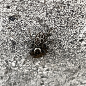 Maratus griseus at Russell, ACT - 27 Sep 2023 01:55 PM