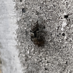 Maratus griseus at Russell, ACT - 27 Sep 2023 01:55 PM