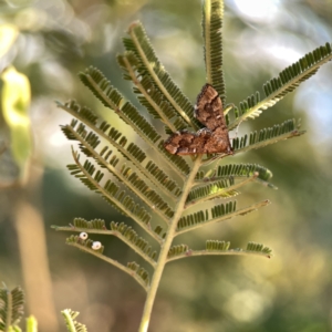 Nacoleia rhoeoalis at Campbell, ACT - 27 Sep 2023