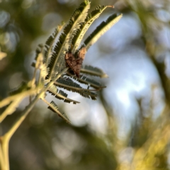 Nacoleia rhoeoalis at Campbell, ACT - 27 Sep 2023