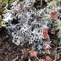 Unverified Lichen at Bombala, NSW - 27 Sep 2023 by trevorpreston