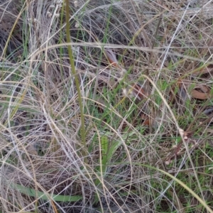 Microseris walteri at Majura, ACT - 18 Sep 2023