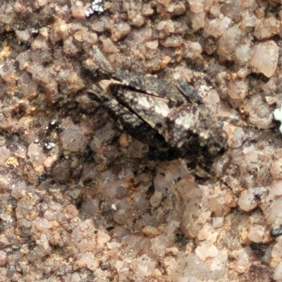 Tetrigidae (family) (Pygmy grasshopper) at Bombala, NSW - 27 Sep 2023 by trevorpreston