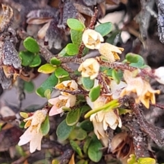 Cryptandra spinescens at Merriangaah, NSW - 27 Sep 2023 by trevorpreston