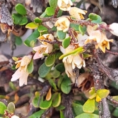 Cryptandra spinescens at Merriangaah, NSW - 27 Sep 2023 12:30 PM