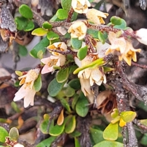 Cryptandra spinescens at Merriangaah, NSW - 27 Sep 2023 12:30 PM