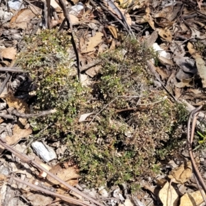 Cryptandra spinescens at Merriangaah, NSW - 27 Sep 2023 12:30 PM