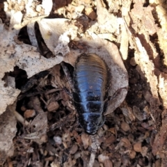 Panesthia australis (Common wood cockroach) at Meringo Nature Reserve - 27 Sep 2023 by trevorpreston