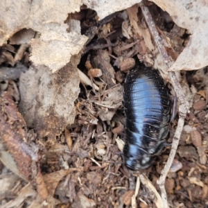 Panesthia australis at Merriangaah, NSW - 27 Sep 2023 12:27 PM