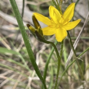 Hypoxis hygrometrica var. hygrometrica at Collector, NSW - 6 Nov 2022 02:34 PM