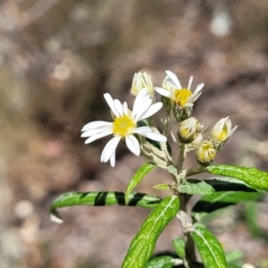 Olearia lirata at Merriangaah, NSW - 27 Sep 2023