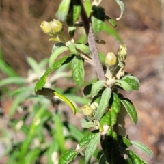 Olearia lirata at Merriangaah, NSW - 27 Sep 2023