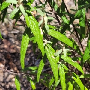 Olearia lirata at Merriangaah, NSW - 27 Sep 2023