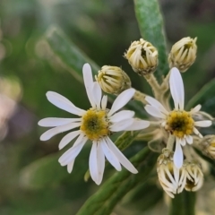 Olearia lirata at Merriangaah, NSW - 27 Sep 2023