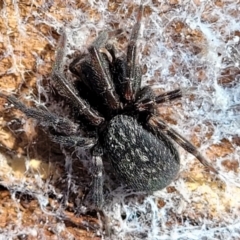 Badumna insignis (Black House Spider) at Meringo Nature Reserve - 27 Sep 2023 by trevorpreston