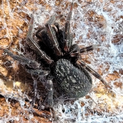 Badumna insignis (Black House Spider) at Merriangaah, NSW - 27 Sep 2023 by trevorpreston